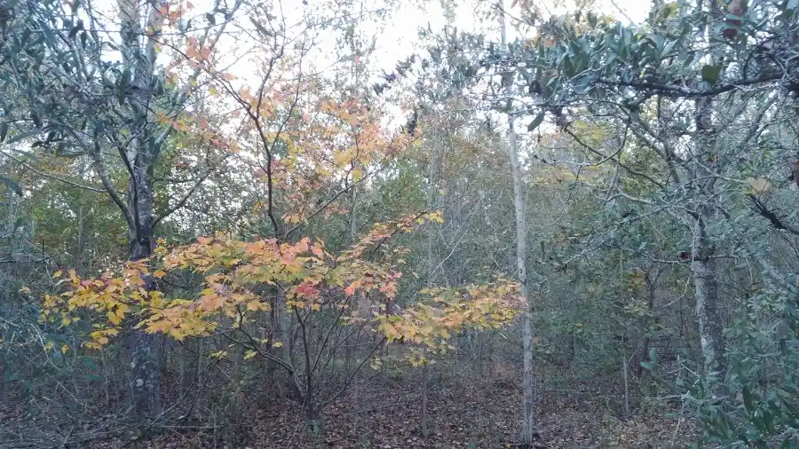 Preferred Tree Company