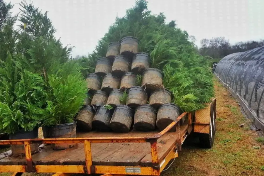 Reliable Tree Expert