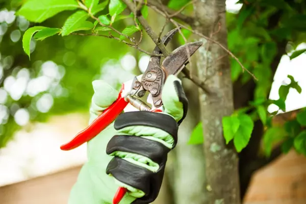 Tree Pruning Service