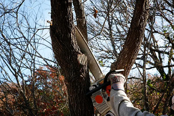 Tree Trimming