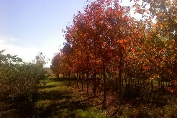 Wade's Tree Service's Other Services