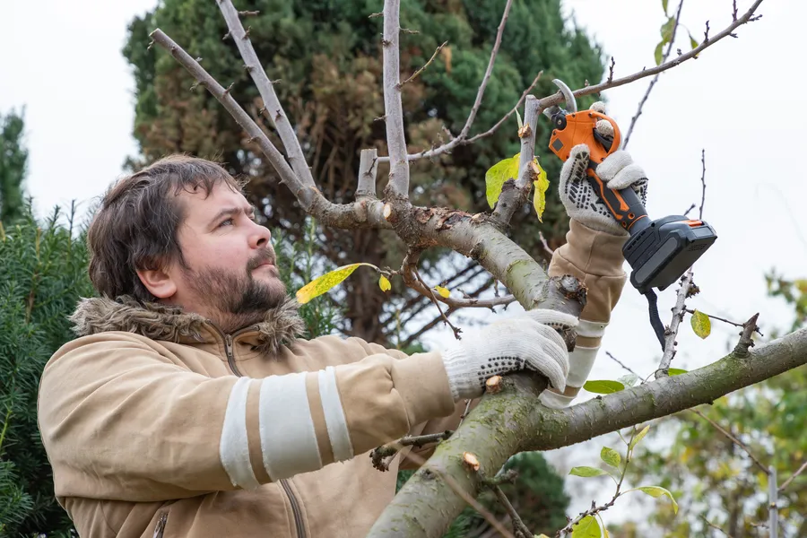 Affordable Tree Pruning Service Enterprise, AL