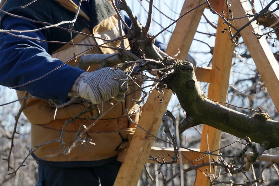 Experienced Tree Pruning Service Enterprise, AL