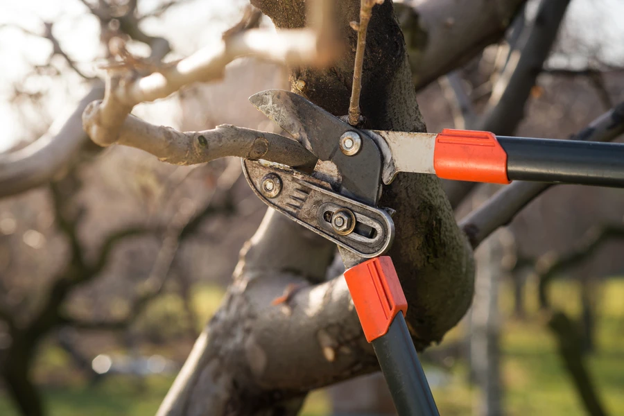 How Tree Pruning Service Helps Prevent Pest And Disease Issues in Enterprise, AL