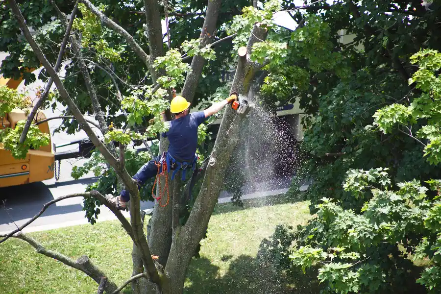 Importance Of Stump Removal After Tree Removal in Enterprise, AL