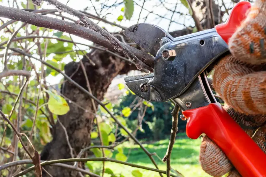 Local Tree Pruning Service Enterprise, AL