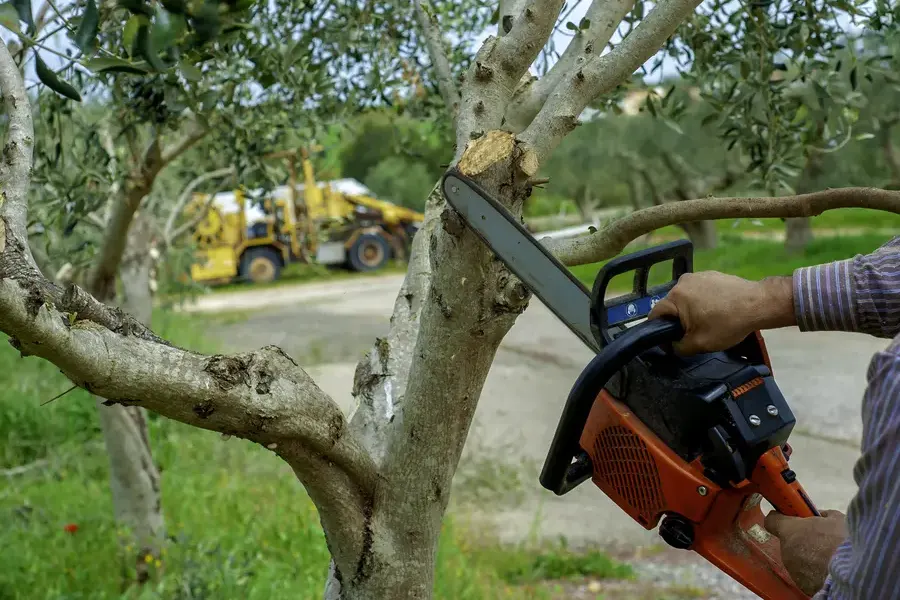 Techniques Used For Safe Tree Trimming Enterprise, AL