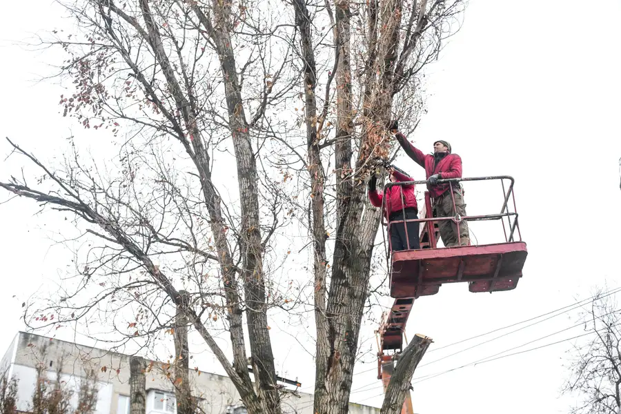 Techniques Used For Safe Tree Trimming in Enterprise, AL