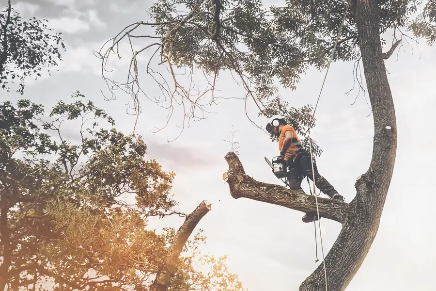 Expert Tree Cutting Service Elba, AL Expert Tree Cutting Service Elba, AL