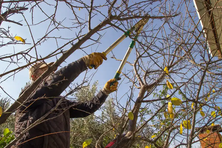 How Regular Tree Trimming Enhances Curb Appeal Elba, AL How Regular Tree Trimming Enhances Curb Appeal Elba, AL
