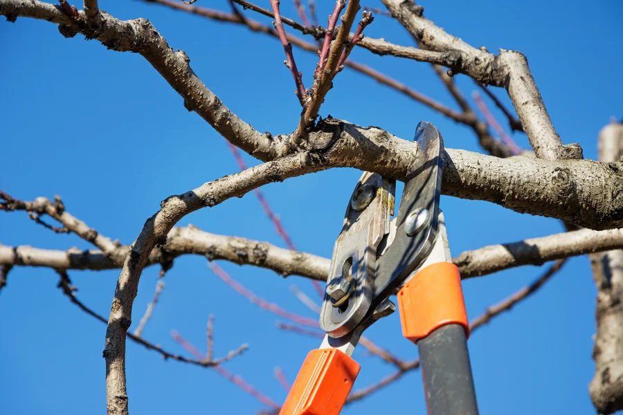 How Tree Pruning Service Helps Prevent Pest And Disease Issues Elba, AL How Tree Pruning Service Helps Prevent Pest And Disease Issues Elba, AL