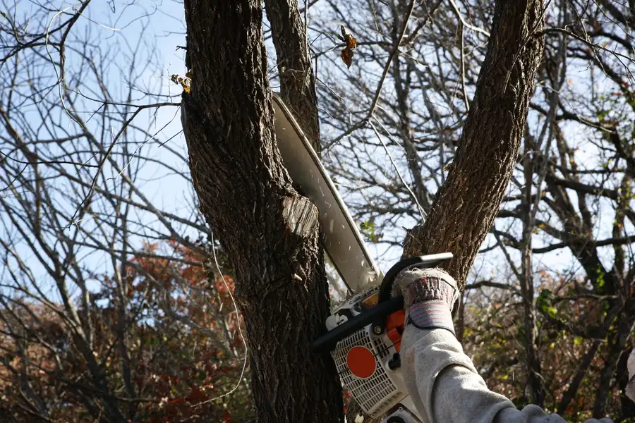 Importance Of Stump Removal After Tree Removal Elba, AL Importance Of Stump Removal After Tree Removal Elba, AL