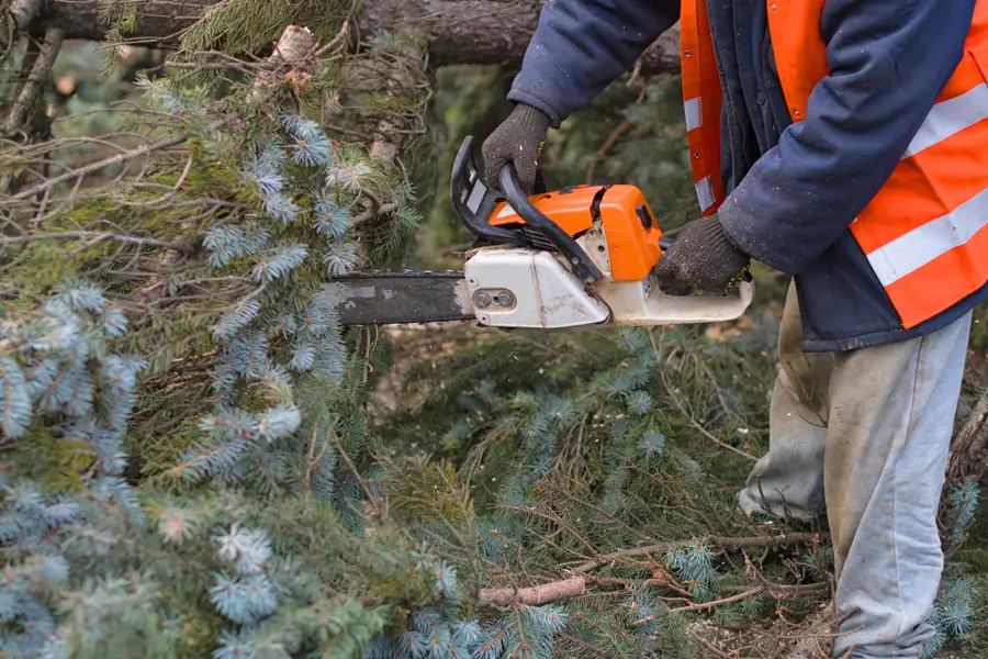 Premium Tree Removal Elba, AL Premium Tree Removal Elba, AL