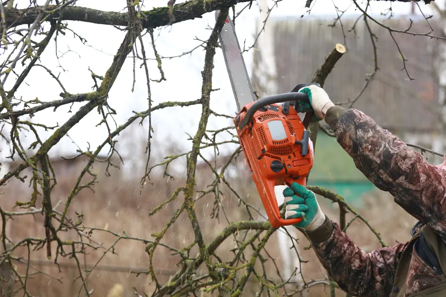 Professional Tree Trimming Elba, AL Professional Tree Trimming Elba, AL
