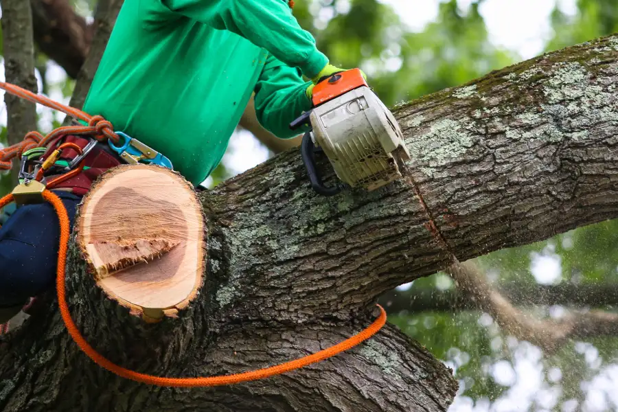 Reliable Tree Trimming Elba, AL Reliable Tree Trimming Elba, AL