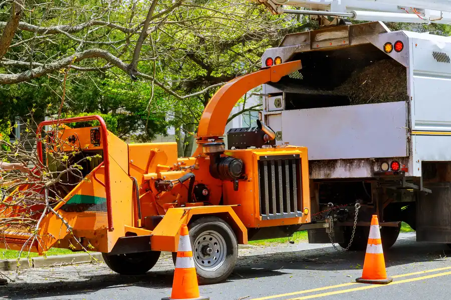 Steps Involved In Professional Tree Removal Elba, AL Steps Involved In Professional Tree Removal Elba, AL