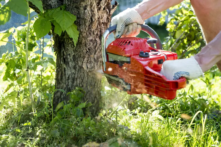 Steps Involved In Professional Tree Removal in Elba, AL Steps Involved In Professional Tree Removal in Elba, AL
