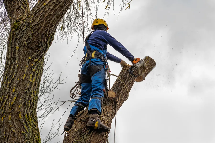 Top-rated Tree Cutting Service Elba, AL Top-rated Tree Cutting Service Elba, AL
