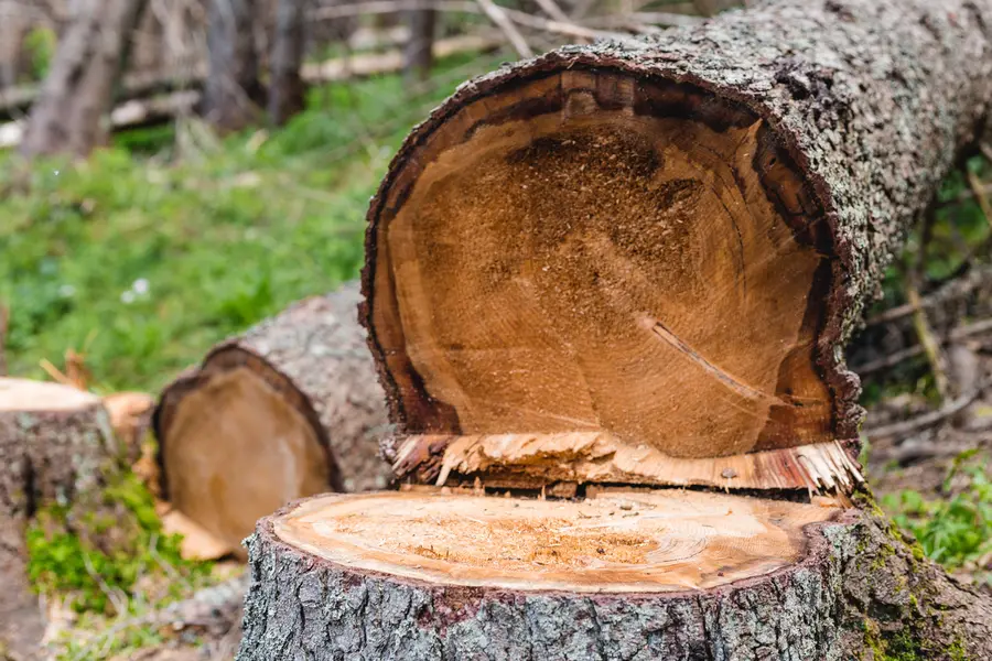 Tree Cutting And Insurance Compliance in Elba, AL Tree Cutting And Insurance Compliance in Elba, AL