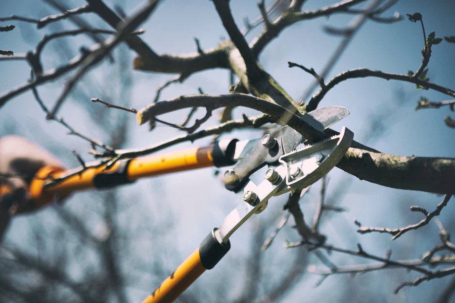 Tree Pruning Service Techniques For Stronger And Healthier Trees in Elba, AL Tree Pruning Service Techniques For Stronger And Healthier Trees in Elba, AL